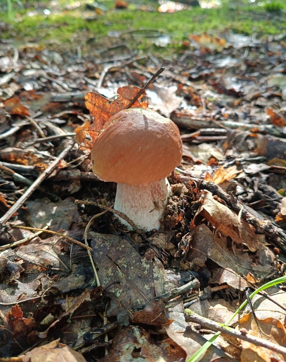 Grzyby w lesie pod Piłą