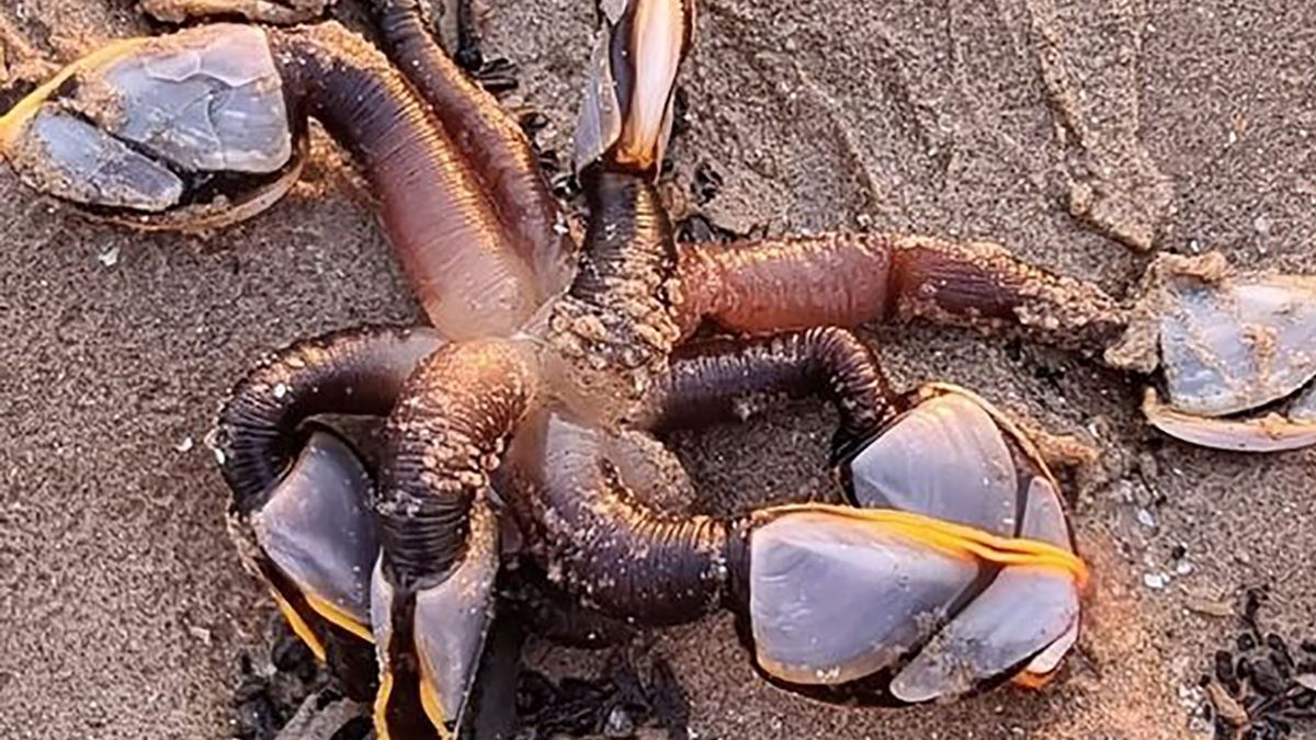 Mieszkanka Walii podzieliła się ze światem przerażającym odkryciem