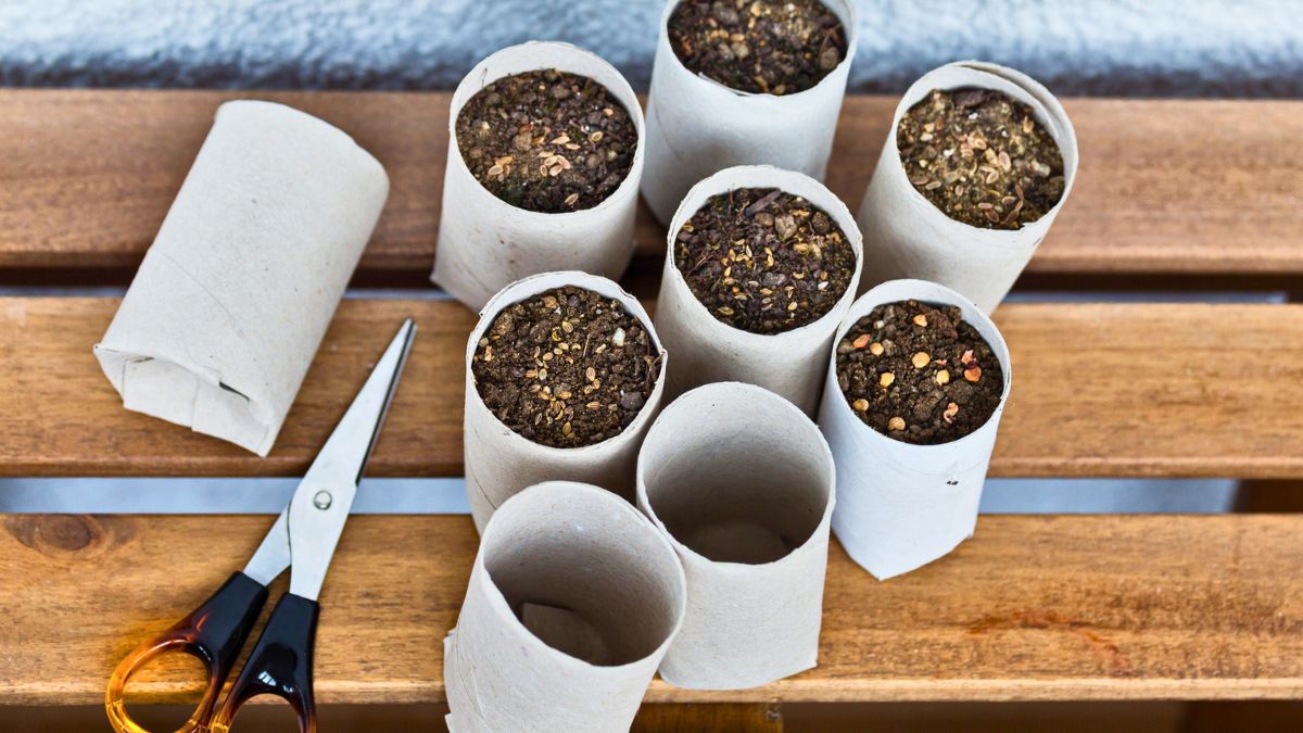 Sadzenie nasion w rolkach po papierze toaletowym