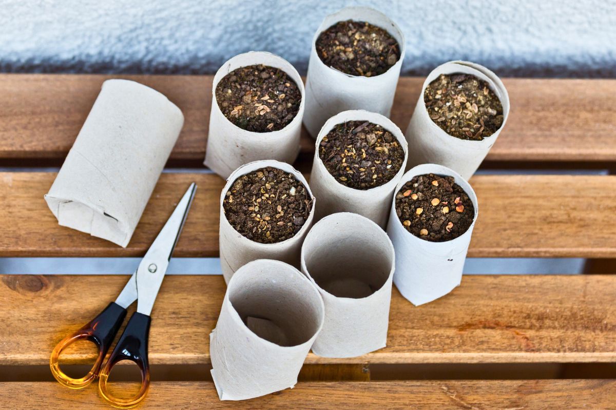 Planting seeds in toilet paper rolls