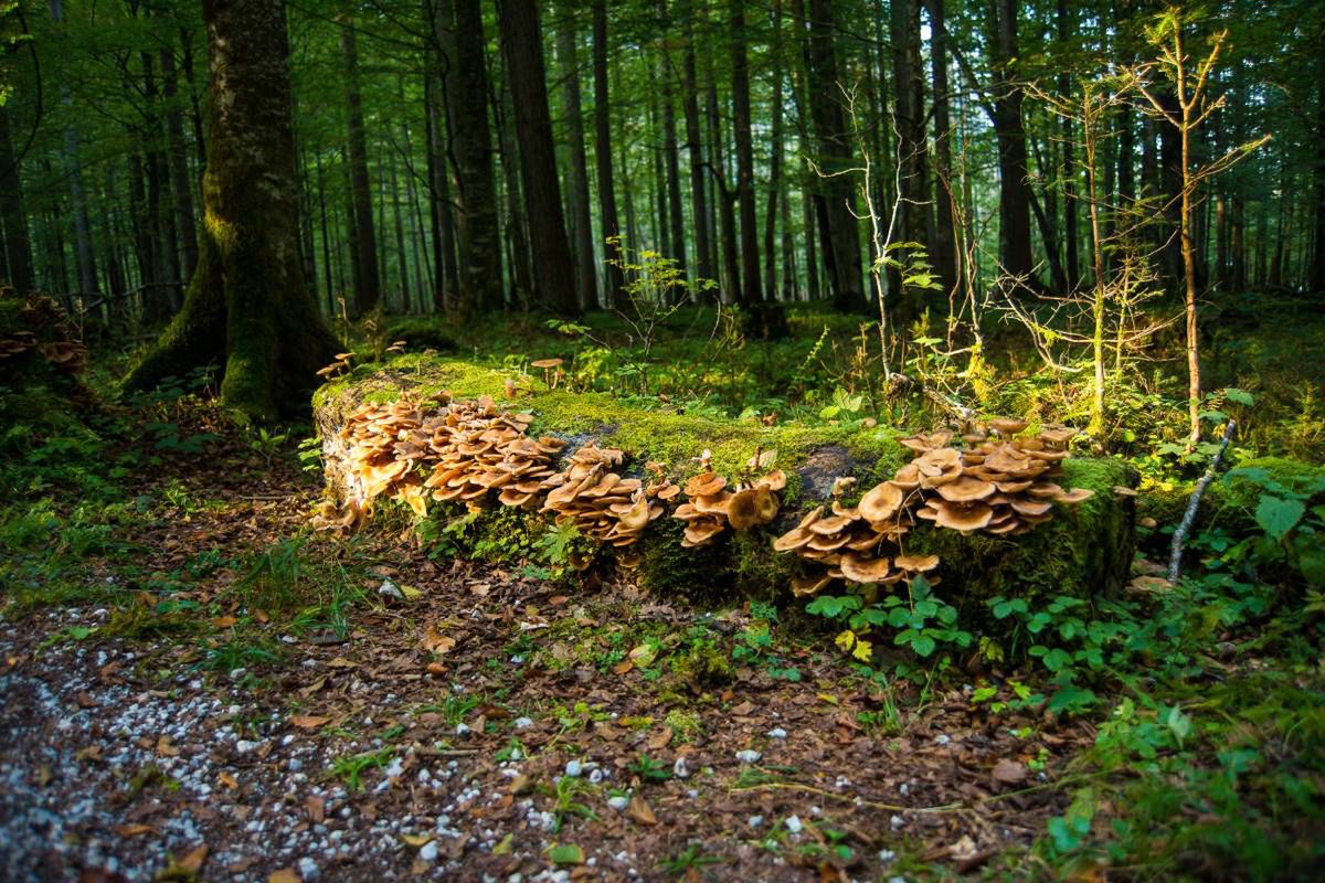 Najdziwniejsze grzyby naszych lasów. Palce diabła, kozia broda,