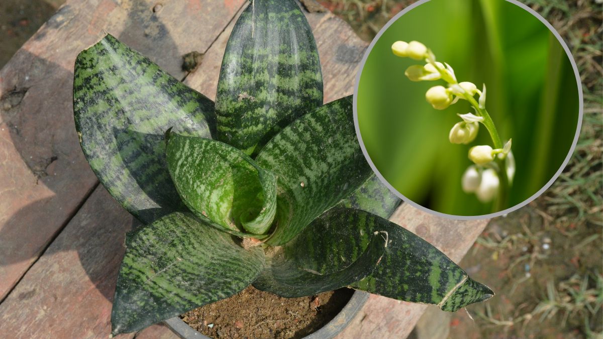 Kwitnąca sansewieria.