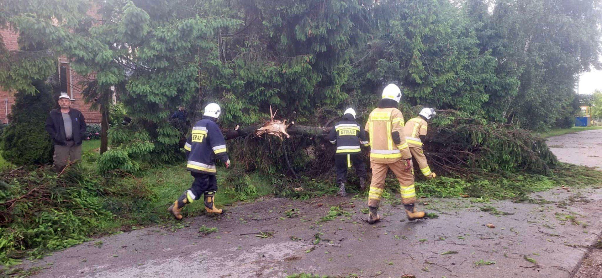 Powalone drzewa po nawałnicy w miejscowości Modliborzyce w powiecie opatowskim
