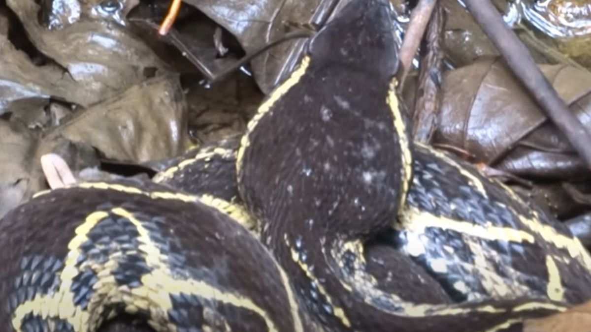 Wąż może pomóc w walce z koronawirusem