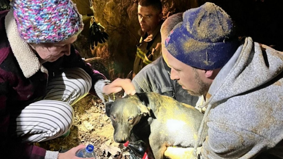 Pies został uratowany przez strażaków