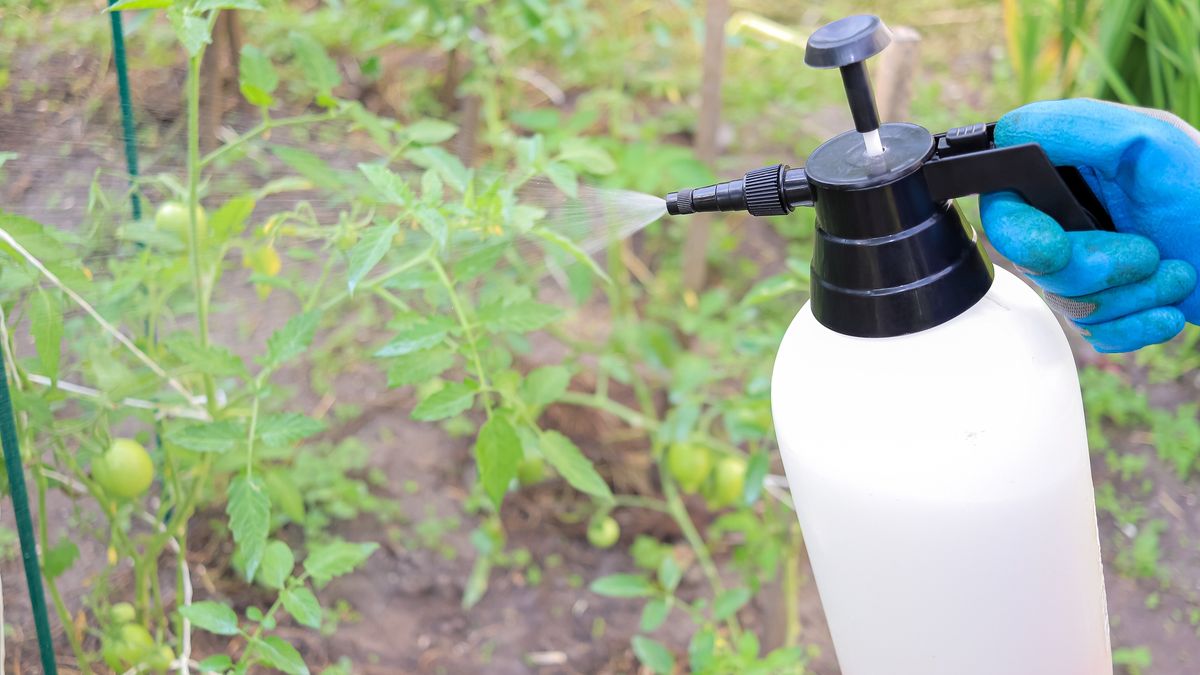 Spraying tomato plants during the flowering and growing season to prevent diseases and late blight.
Spraying tomato plants during the flowering and growing season to prevent diseases and late blight.
Kristina Pokaluk
fungicide, agronomy, phytophthora infestans, cultivation, wilt