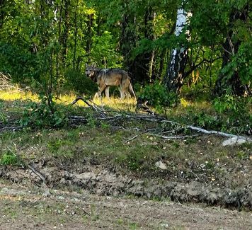 Wilk widziany w gminie Bulkowo? Wójt apeluje do mieszkańców o ostrożność