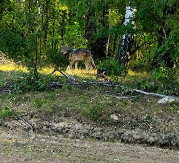 Wilk widziany w gminie Bulkowo? Wójt apeluje do mieszkańców o ostrożność