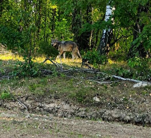 Wilk widziany w gminie Bulkowo? Wójt apeluje do mieszkańców o ostrożność