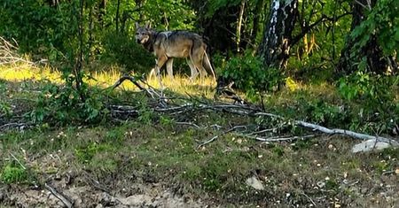 Wilk widziany w gminie Bulkowo? Wójt apeluje do mieszkańców o ostrożność