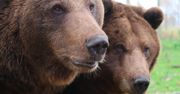 Awantura wokół niedźwiedzi z Bieszczadów. "W tydzień wróci"
