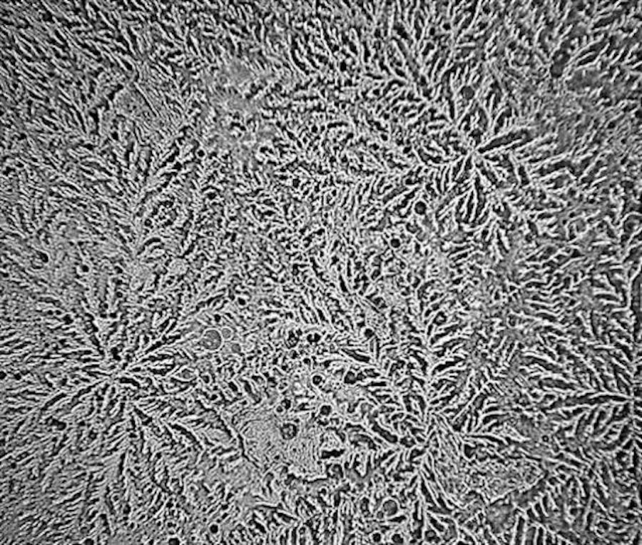 Łzy pojawiające się podczas krojenia cebuli