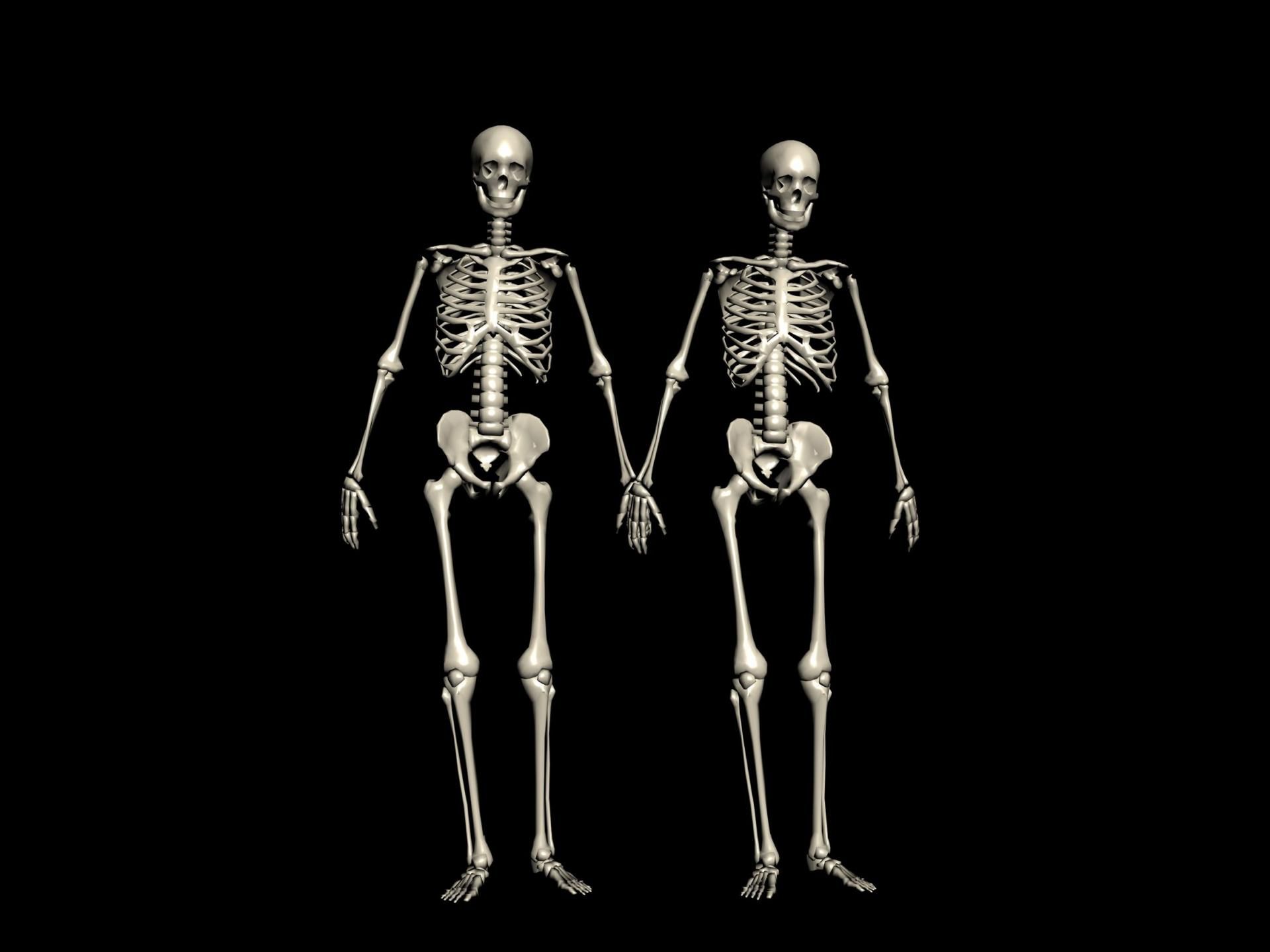 Szkielet kobiety, a mężczyzny