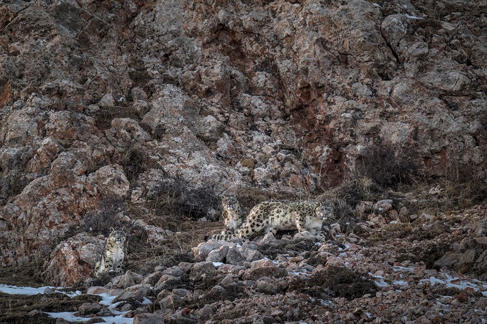 Vincent Munier wytropił i sfotografował niezwykle rzadkiego irbisa śnieżnego. Zobaczcie, jak powstały jego zdjęcia 2