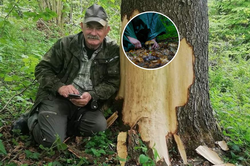 Smaczny, ale zabija powoli. "Jedyny taki grzyb"