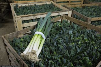 Wysłali pora do Polski, zarobili ponad 36 mln zł. Skąd pochodzi?