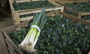 Wysłali pora do Polski, zarobili ponad 36 mln zł. Skąd pochodzi?