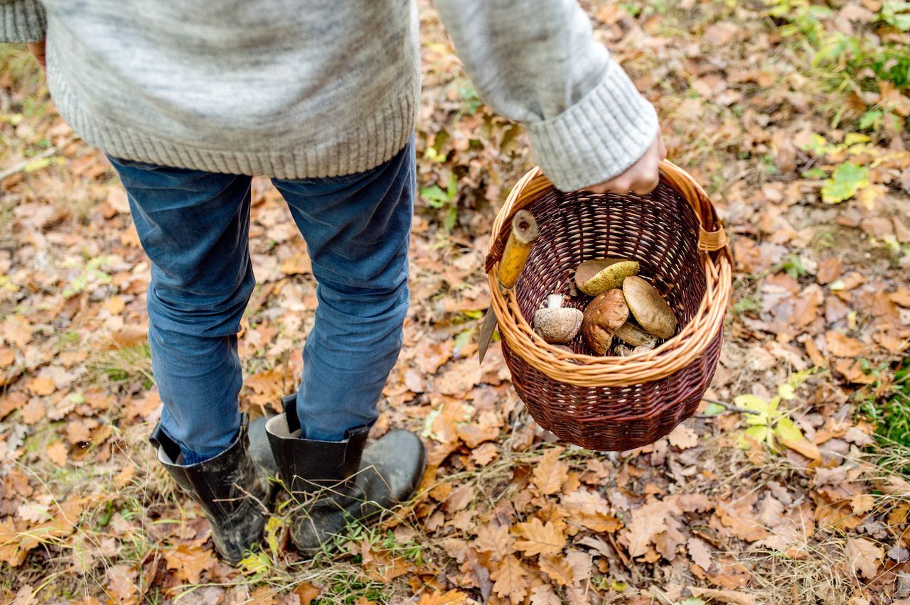 Ekspert ostrzega. W tych miejscach nie zbieraj grzybów