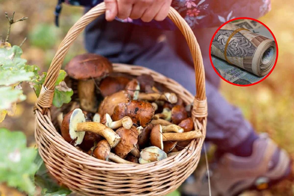 Idziesz do lasu? Możesz sporo zarobić