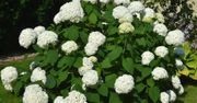 Podlej nim hortensje. Wielkich kwiatów będzie zatrzęsienie