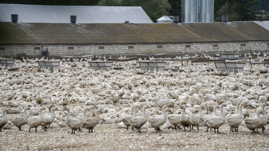 W 2024 roku rolnicy dostali 243 mln zł. Większość za wybity drób