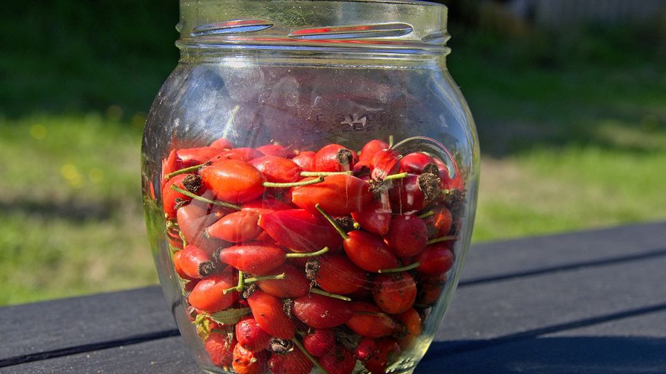 Owoce dzikiej róży wykazują silne działanie przeciwzapalne. Można znaleźć w nich ogromną dawkę witaminy C.