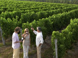 Francja zniszczy nadwyżkę wina. Rolnicy mają przejść na oliwki