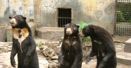 Zoo w Hangzhou: To nie ludzie w przebraniu, nasze niedźwiedzie słoneczne są prawdziwe