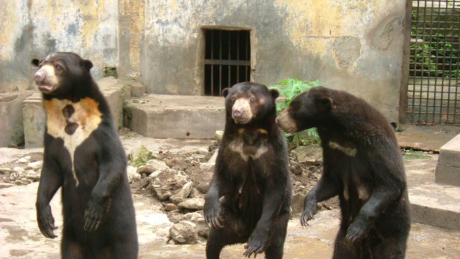 Biruang malajski poruszający się na dwóch tylnich łapach, wygląda bardzo ludzko