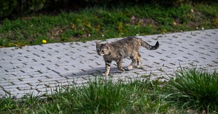 Pierwszy taki przypadek w tym roku. Kot zakażony na Lubelszczyźnie