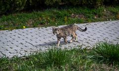 Pierwszy taki przypadek w tym roku. Kot zakażony na Lubelszczyźnie