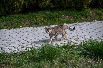 Pierwszy taki przypadek w tym roku. Kot zakażony na Lubelszczyźnie