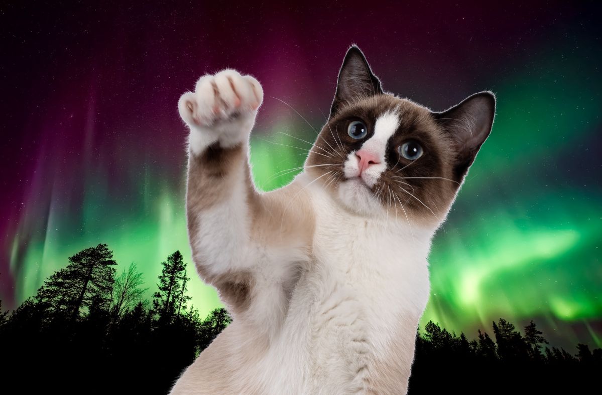A cat shuns Aurora Borealis, amusing netizens