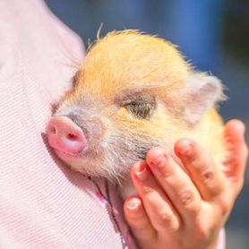 Świnka miniaturka. Jak wygląda, czym się żywi, ile lat żyje?