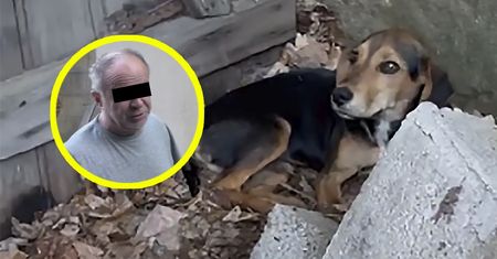 Bestialsko skatował 3-miesięczne szczenię. 62-latek postrzelił je z wiatrówki