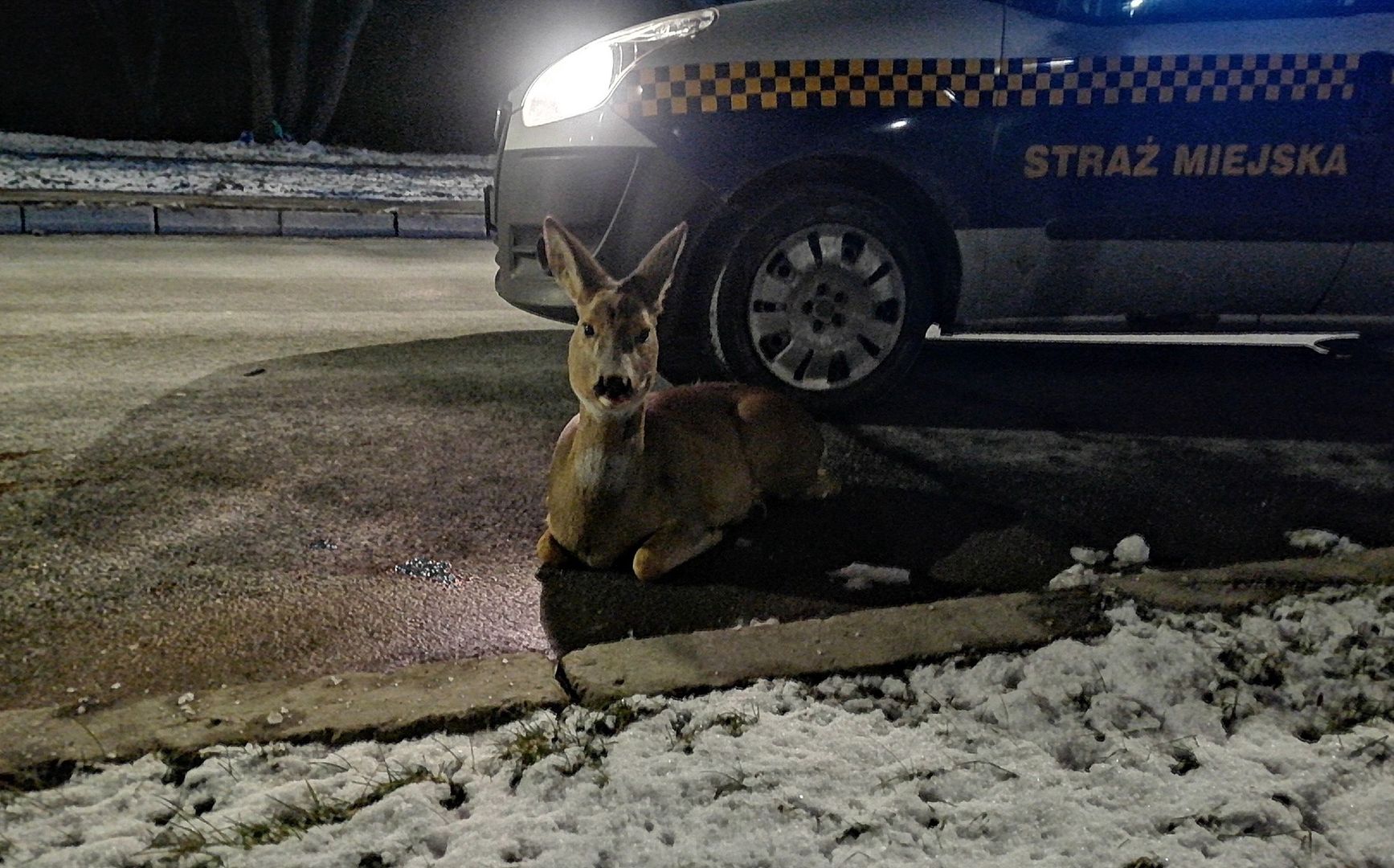 ranną sarnę uratowali strażnicy miejscy