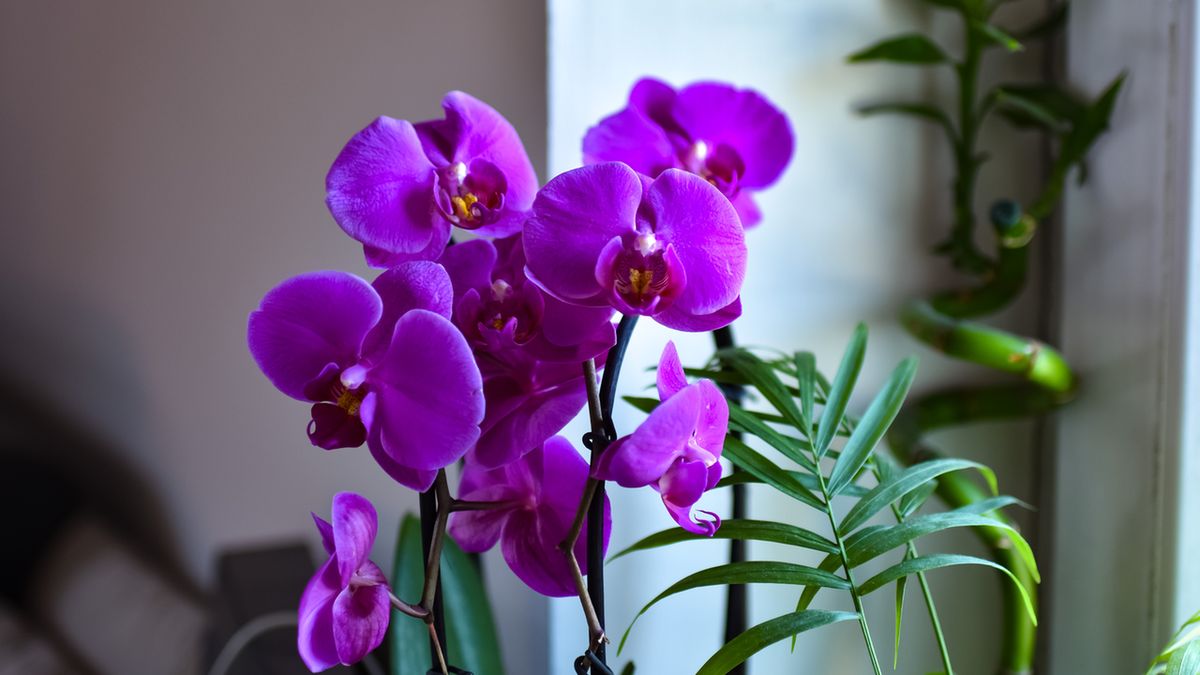 Storczyki nie są trujące ani dla ludzi, ani dla zwierząt domowych.