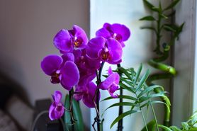 Czy storczyk jest trujący i szkodliwy dla dzieci oraz zwierząt domowych?