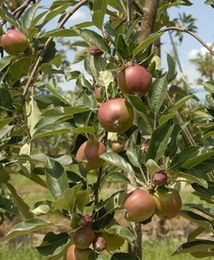 Dobre zbiory i niskie ceny. Wyjątkiem maliny i porzeczki