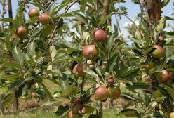 Dobre zbiory i niskie ceny. Wyjątkiem maliny i porzeczki