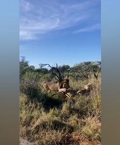 Jak nie budzić śpiącego lwa. Niezwykłe nagranie z safari