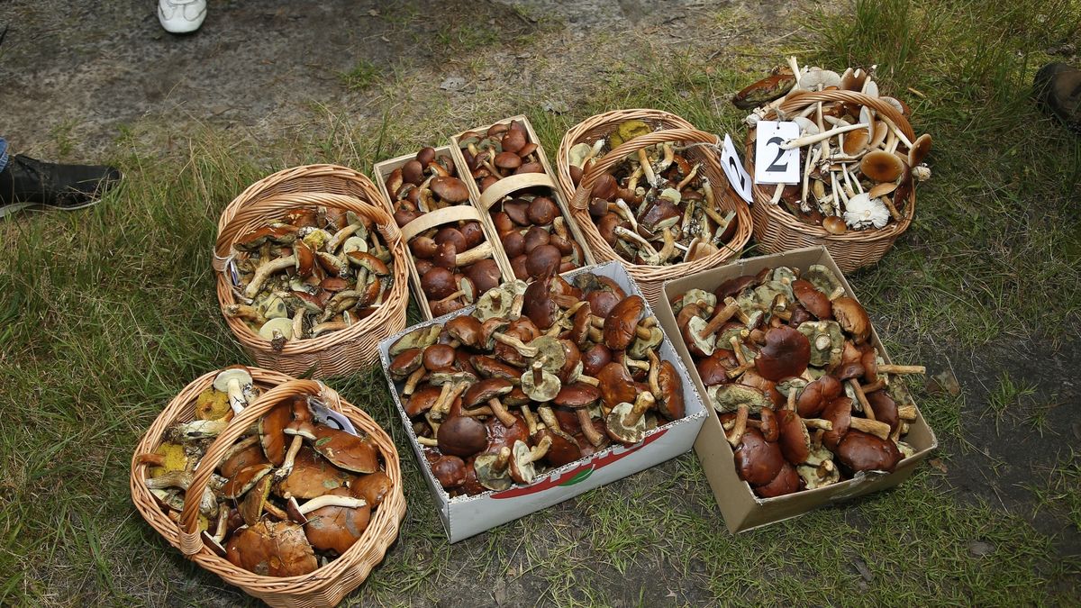 Czeka nas wysyp grzybów. Kiedy wybrać się do lasu? 
