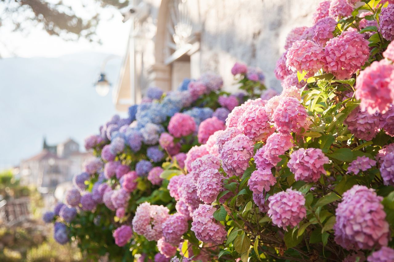 Organic fertiliser: the secret to simpler, stunning hydrangeas