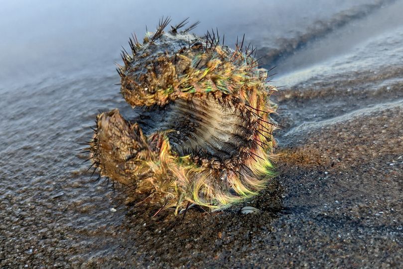 Dziwne stworzenie zostało znalezione na szkockiej plaży