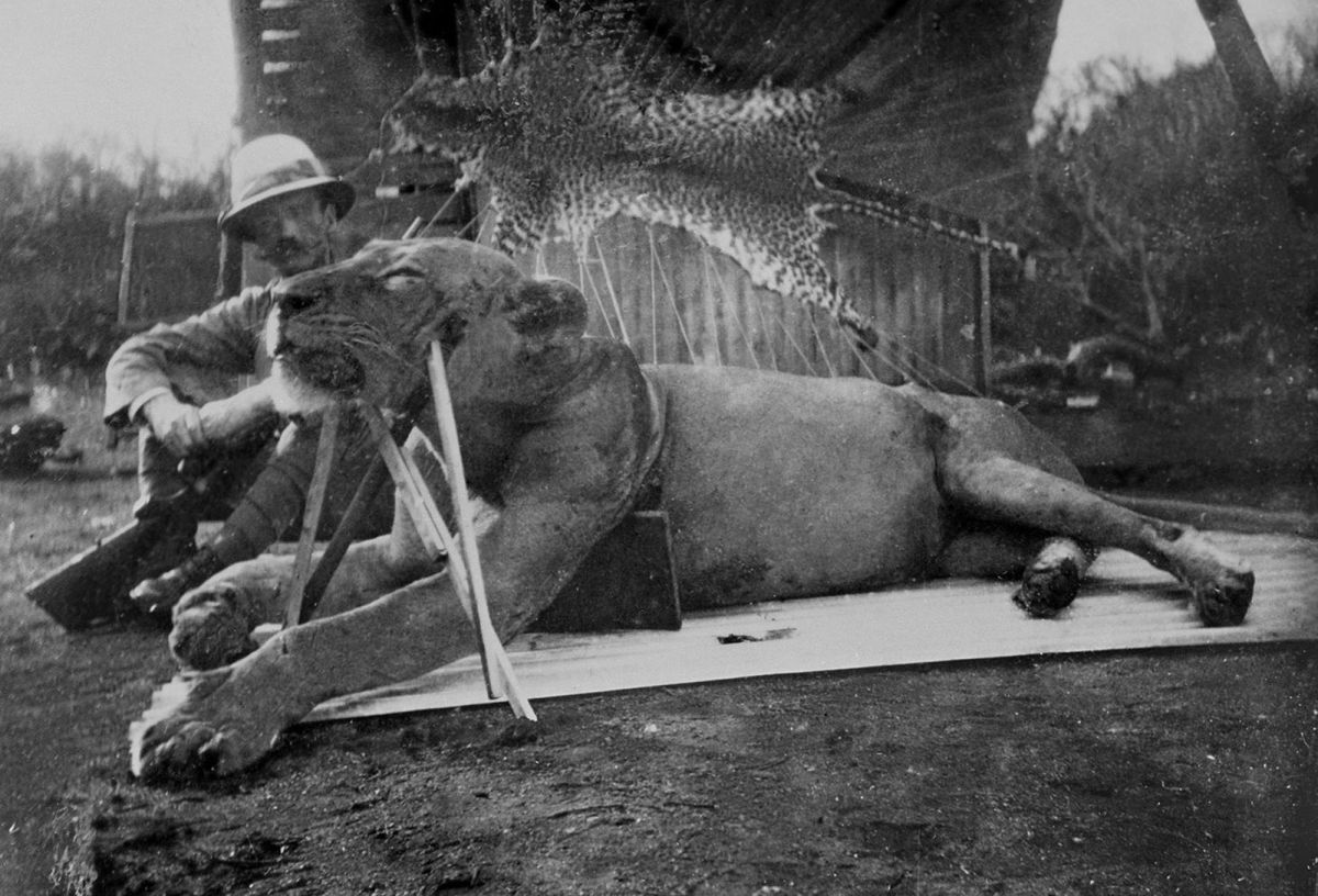 John Henry Patterson i jeden z lwów, które siały postrach wśród robotników kolei