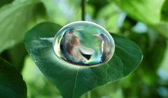 Miłość kropli wody do owoców w reklamie napoju Żywiec Zdrój ze Smakiem (wideo)