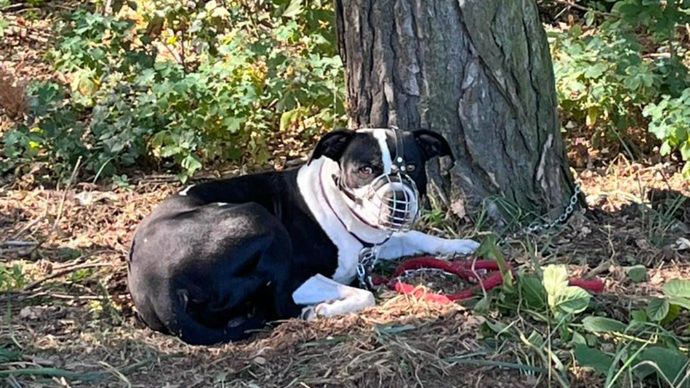 Pies był skazany na pewną śmierć 