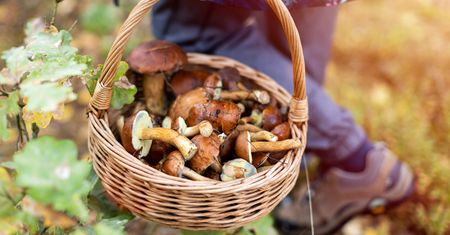 "Grzybów nie ma". Ceny dochodzą do 70 zł za kilogram