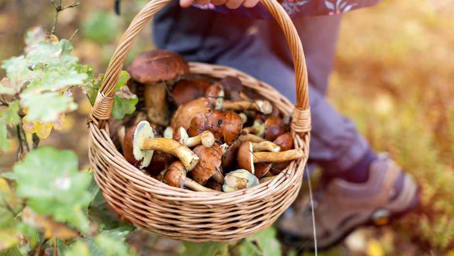 feliks szewczyk
mushroom, autumn, forest, food, fungus, nature, mushrooms, brown, edible, basket, fungi, grass, fall, boletus, season, green, cap, woods, vegetarian, macro, wild, moss, natural, plant, ingredient, fresh, healthy, plants, trees, poland, day, outdoors, daytime, wilderness, outdoor pursuit, flora, woodlands, park, mushrooming