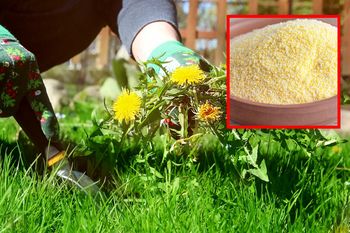 Naturalny środek na chwasty. Zadziała, jeśli rozsypiesz go już teraz